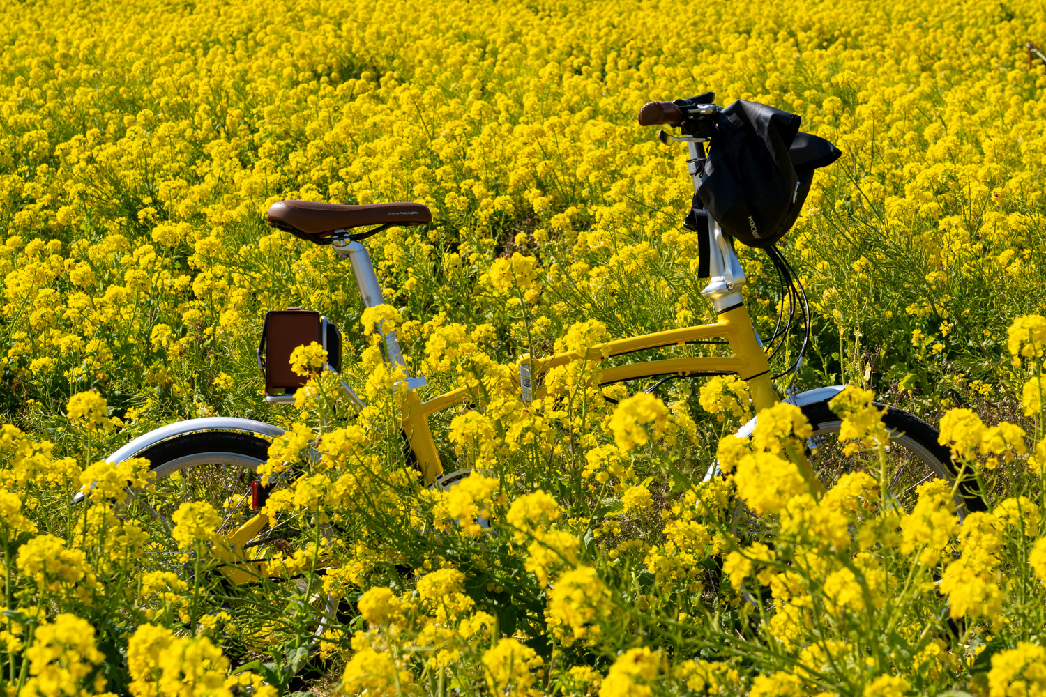 アーサーのポタリングレポート｜第11回】渥美半島をポタリング！菜の花