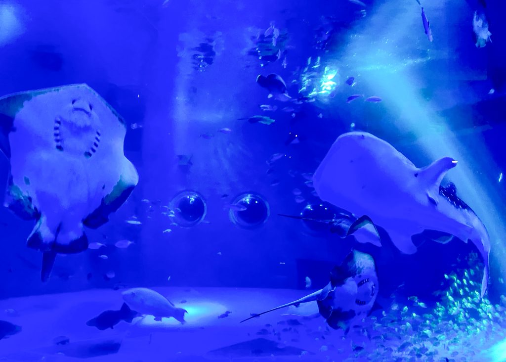 のとじま水族館　ジンベエザメ館 青の世界